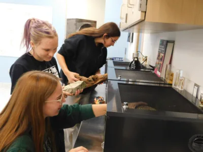 Bridgeport vet students building reptile rooms